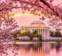 Фотообои HARMONY Decor HD3-045 Весна в Вашингтоне